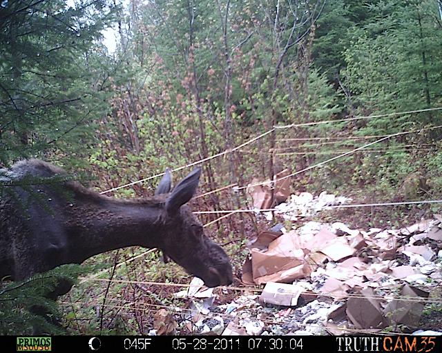Maine moose