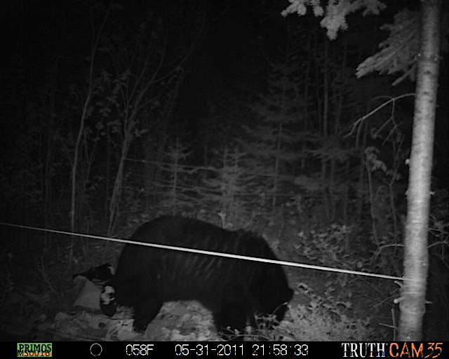Maine black bear