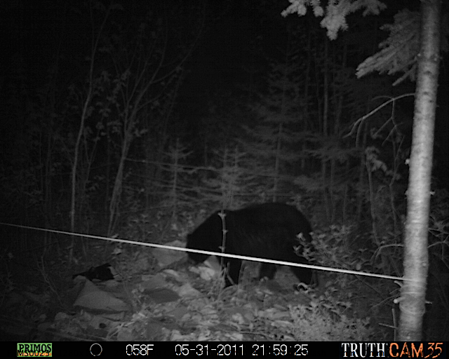 Maine black bear