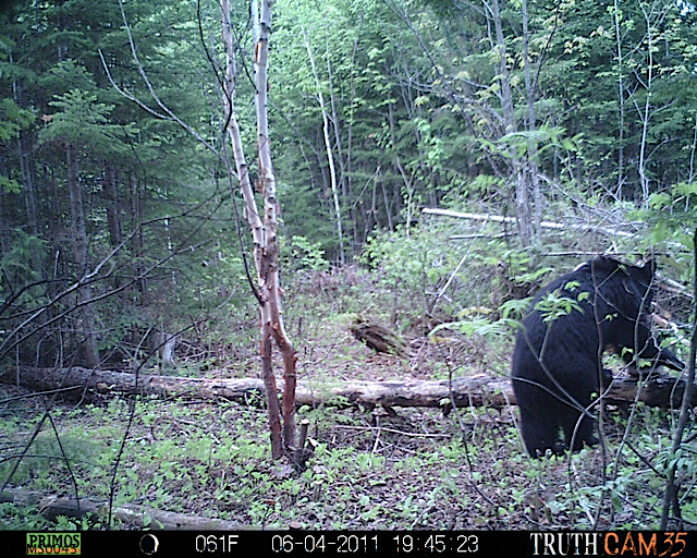 Maine black bear