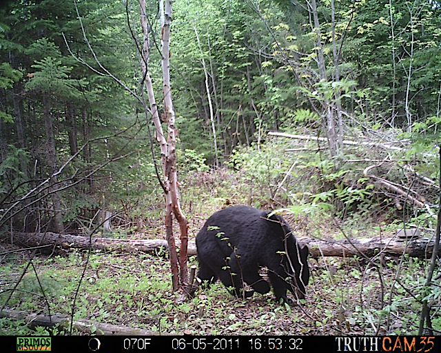 Maine black bear