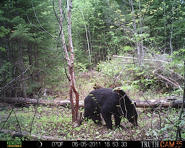Maine black bear