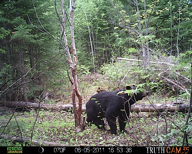 Maine black bear