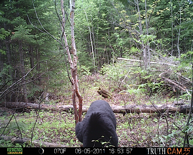 Maine black bear