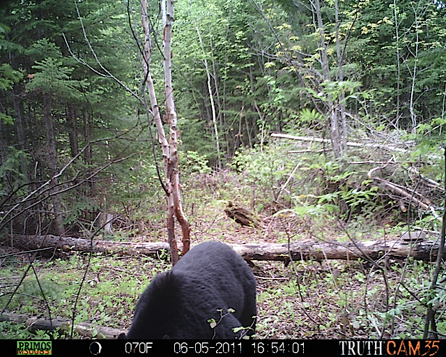 Maine black bear