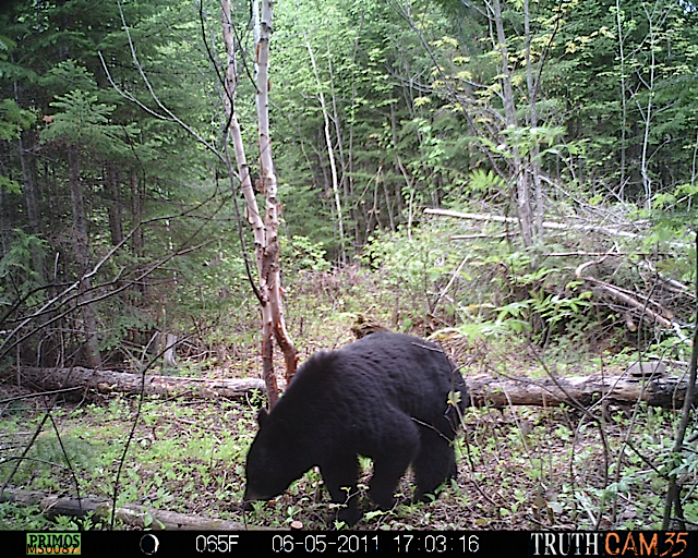 Maine black bear