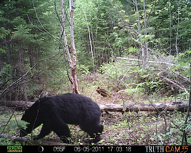 Maine black bear