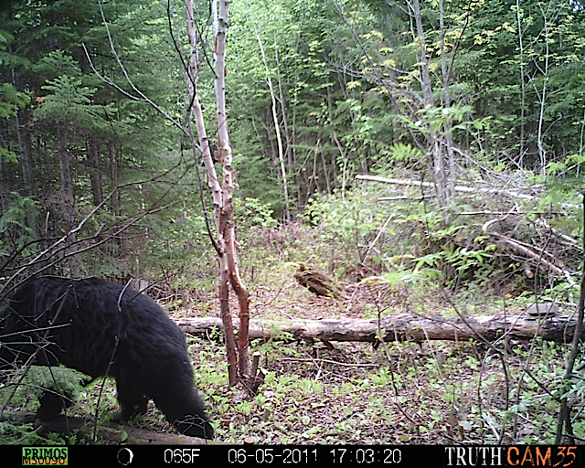 Maine black bear