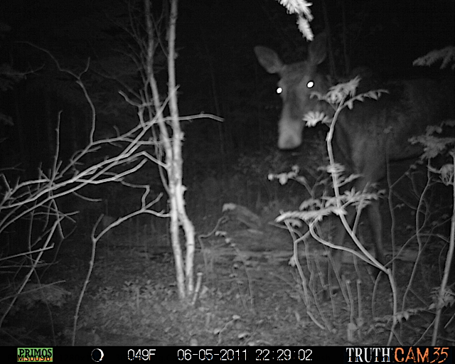 Maine moose