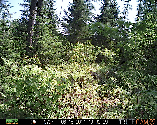 White-tailed deer