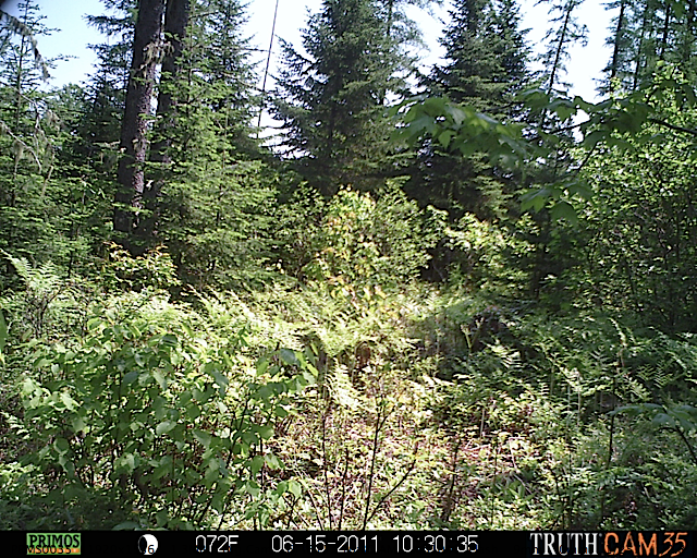 White-tailed deer