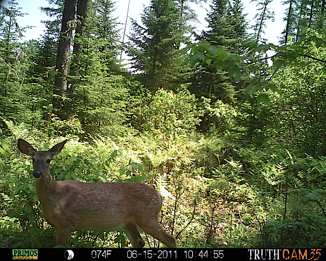 White-tailed deer