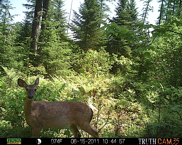 White-tailed deer