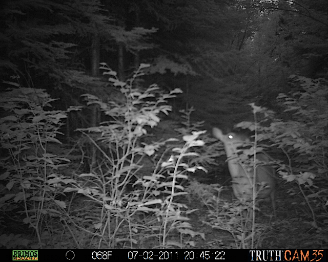 White-tailed deer