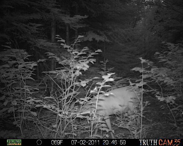White-tailed deer