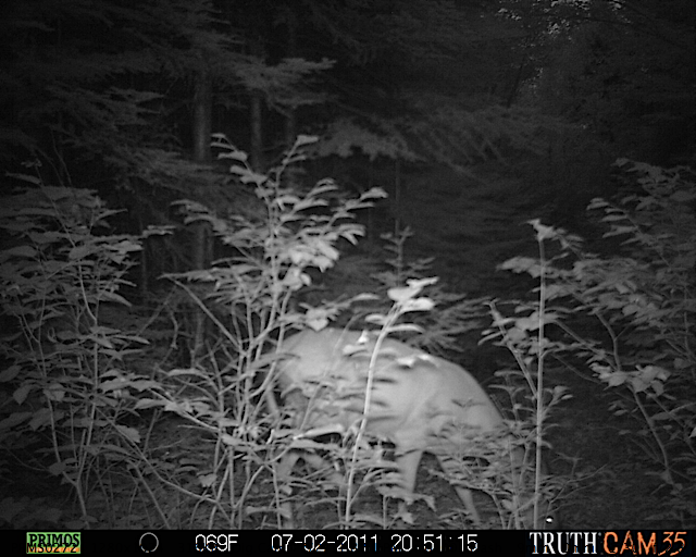 White-tailed deer