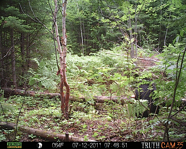 Maine black bear