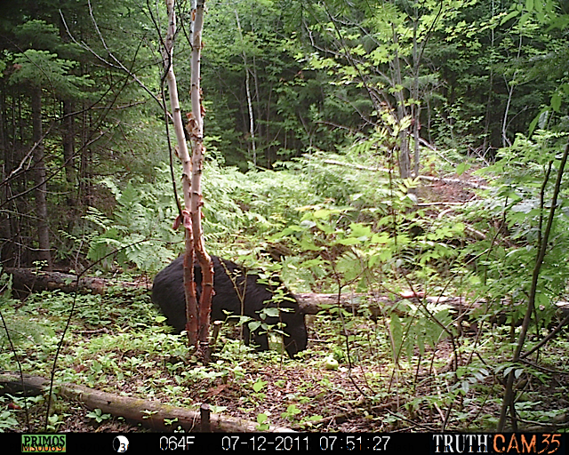 Maine black bear