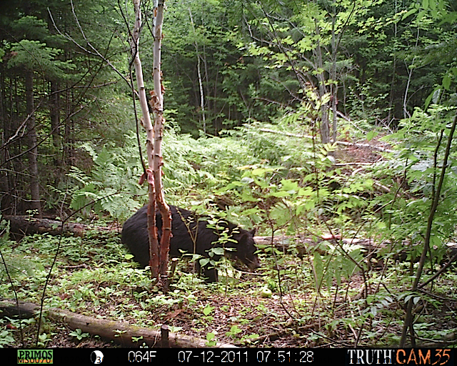 Maine black bear