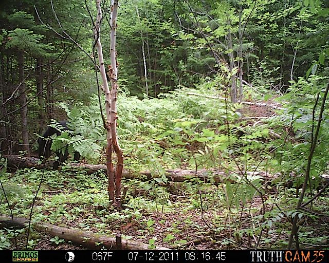 Maine black bear
