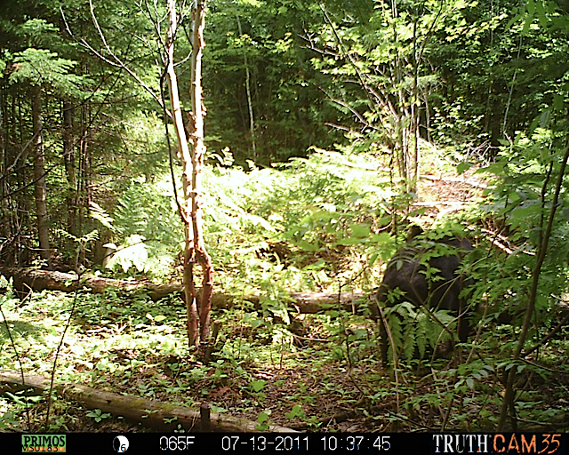 Maine black bear