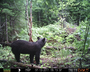 Maine black bear