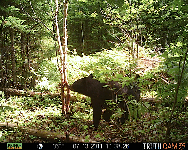 Maine black bear