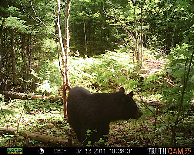 Maine black bear