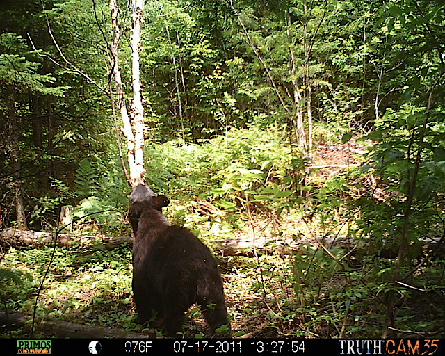 Maine black bear
