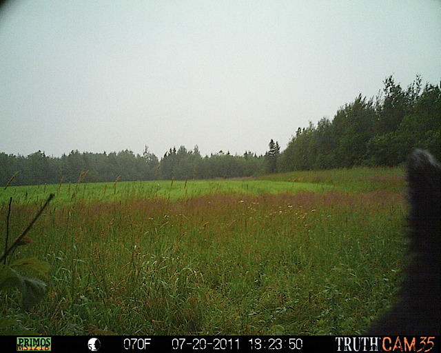 Maine black bear