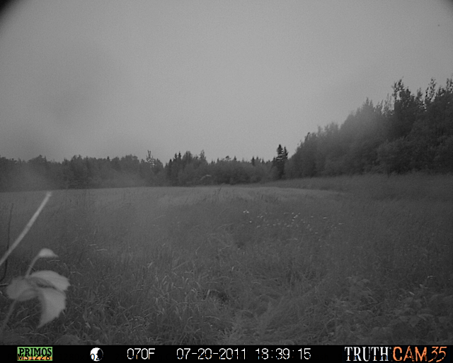 Maine black bear