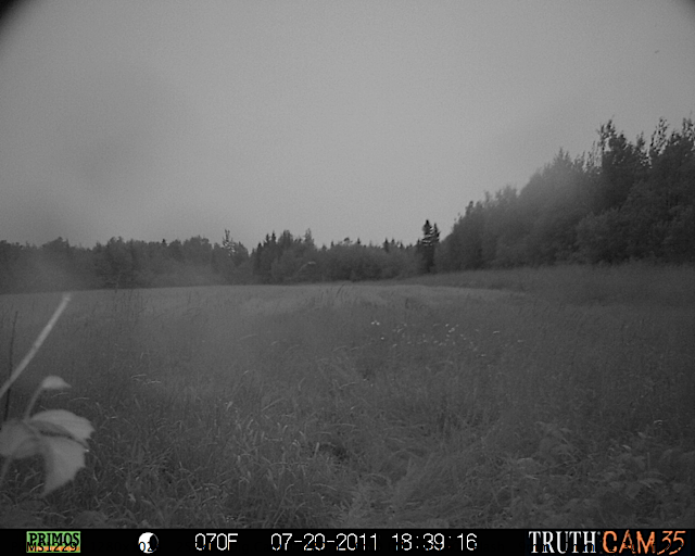 Maine black bear