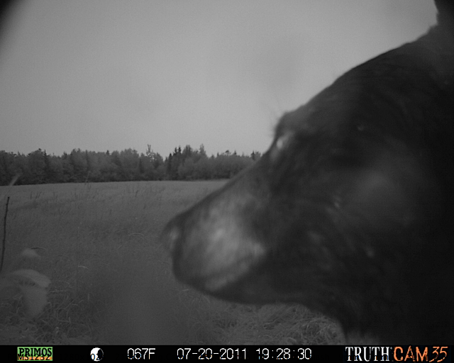 Maine black bear