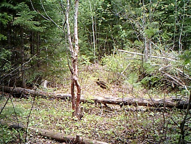 primos20110603t111212prms00